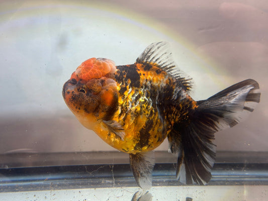 Red & Black Shogun Oranda - F1 (4.5'') - Lunar Fancies