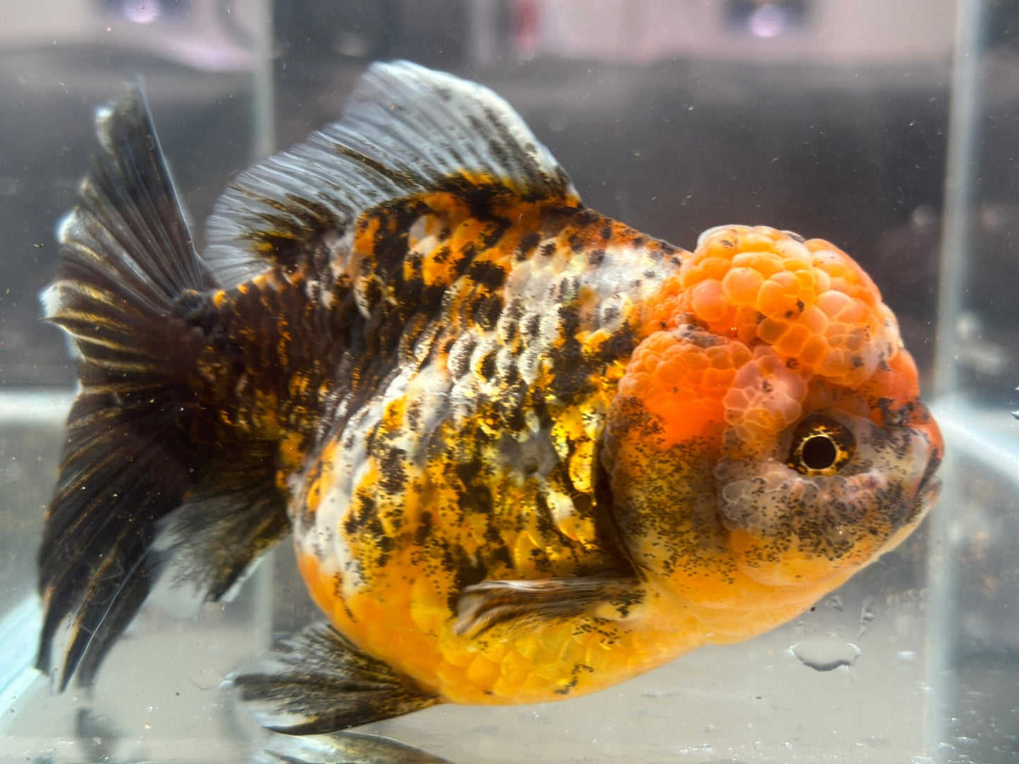 Red & Black Shogun Oranda - F1 (4.5'') - Lunar Fancies