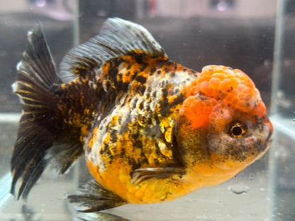 Red & Black Shogun Oranda - F1 (4.5'') - Lunar Fancies