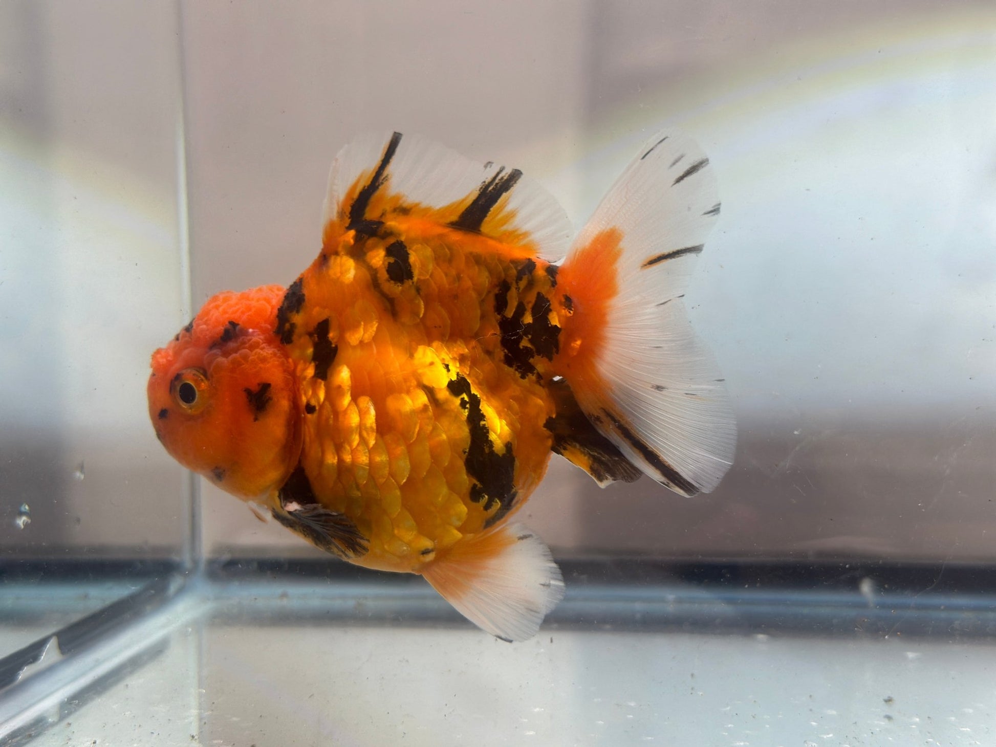 Red & Gold Shogun Oranda - F1 (M, 4'') - Lunar Fancies