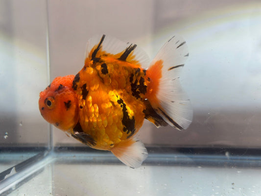 Red & Gold Shogun Oranda - F1 (M, 4'') - Lunar Fancies