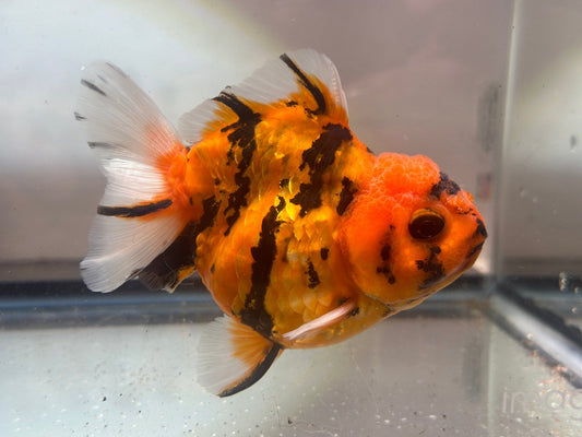 Red & Gold Shogun Oranda - F1 (M, 4'') - Lunar Fancies
