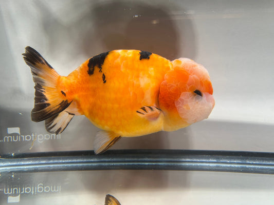 Red - Orange Ranchu - 5.5'' - Lunar Fancies