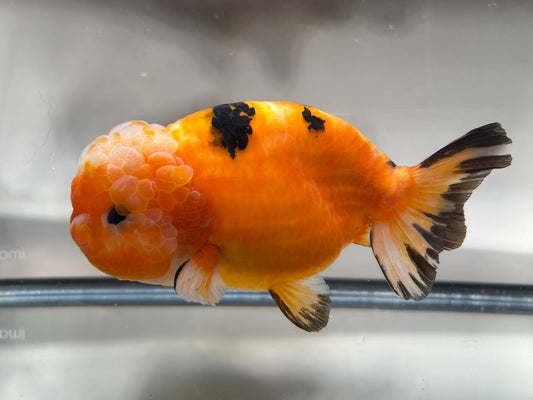 Red - Orange Ranchu - 5.5'' - Lunar Fancies
