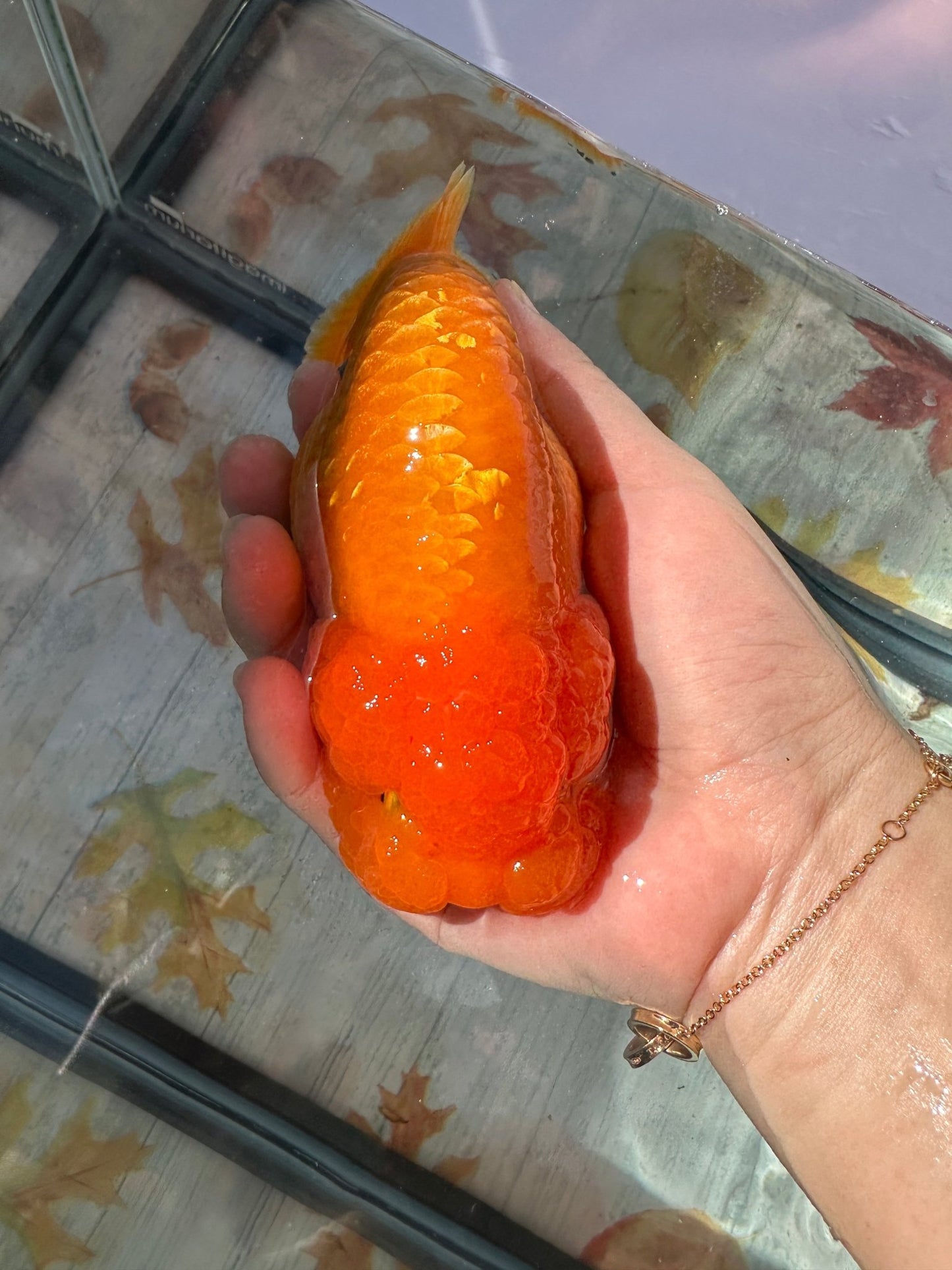 Red Ranchu (F, 5'') - Lunar Fancies