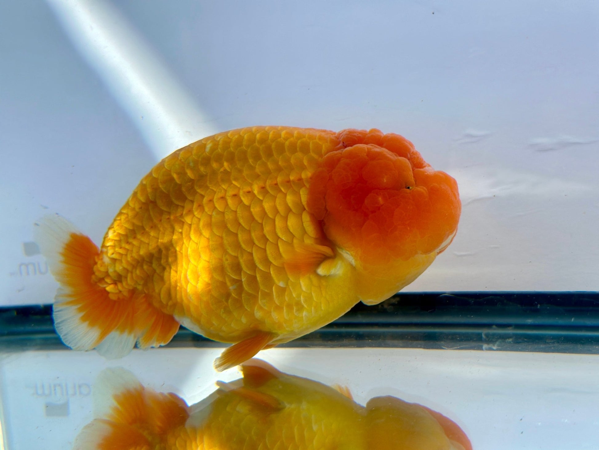 Red Ranchu (F, 5'') - Lunar Fancies