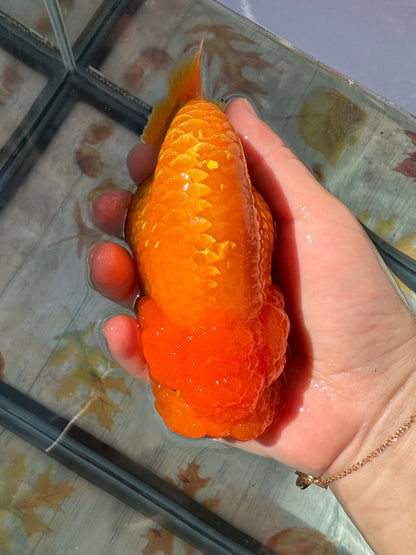 Red Ranchu (F, 5'') - Lunar Fancies