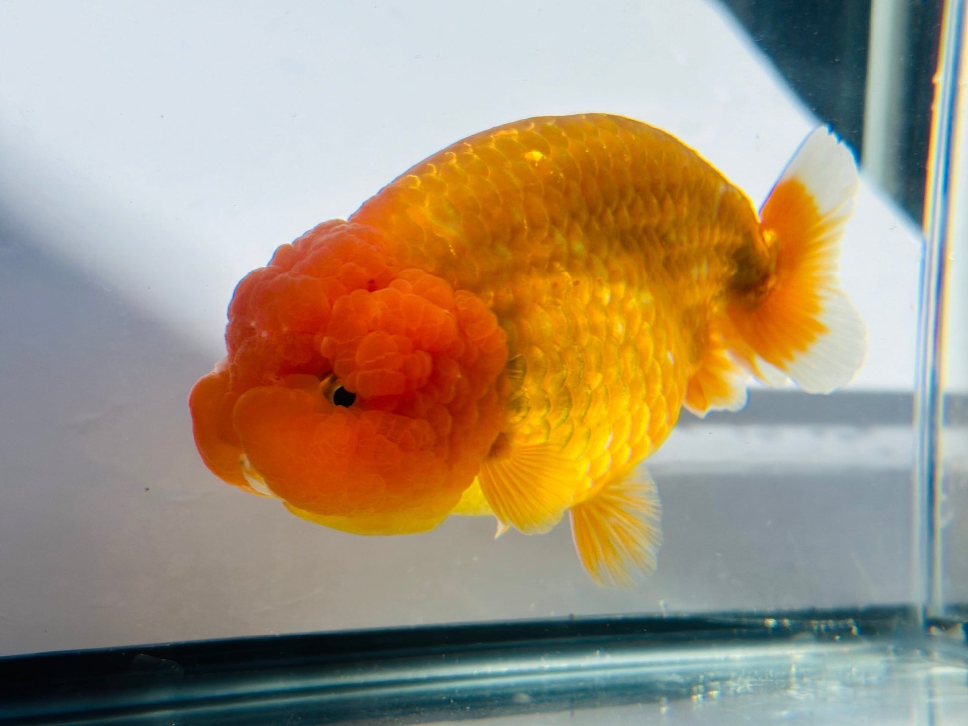 Red Ranchu (F, 5'') - Lunar Fancies