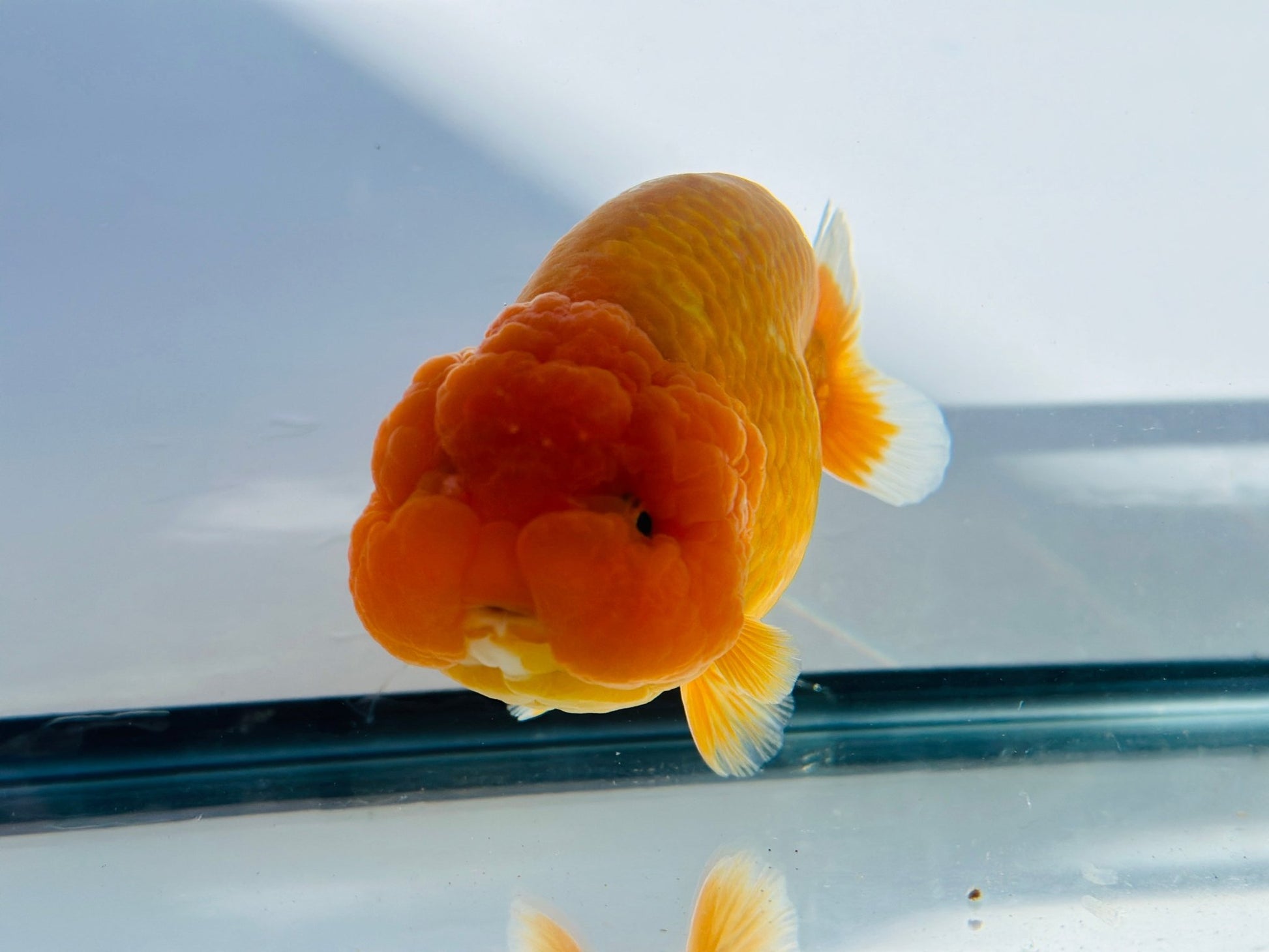 Red Ranchu (F, 5'') - Lunar Fancies