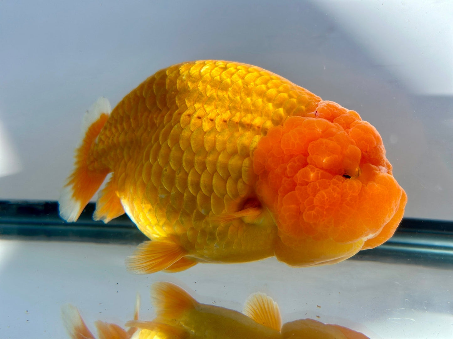 Red Ranchu (F, 5'') - Lunar Fancies