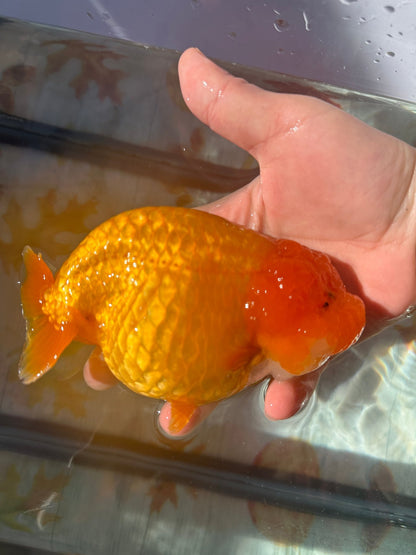 Red Ranchu (F, 5'') - Lunar Fancies