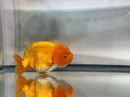 Red Ranchu (F, 5'') - Lunar Fancies