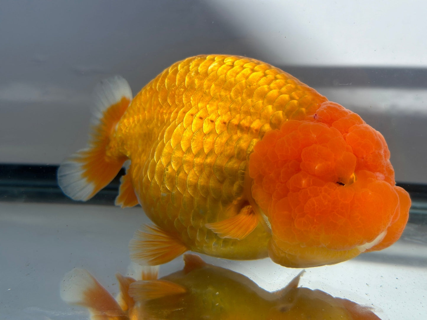 Red Ranchu (F, 5'') - Lunar Fancies