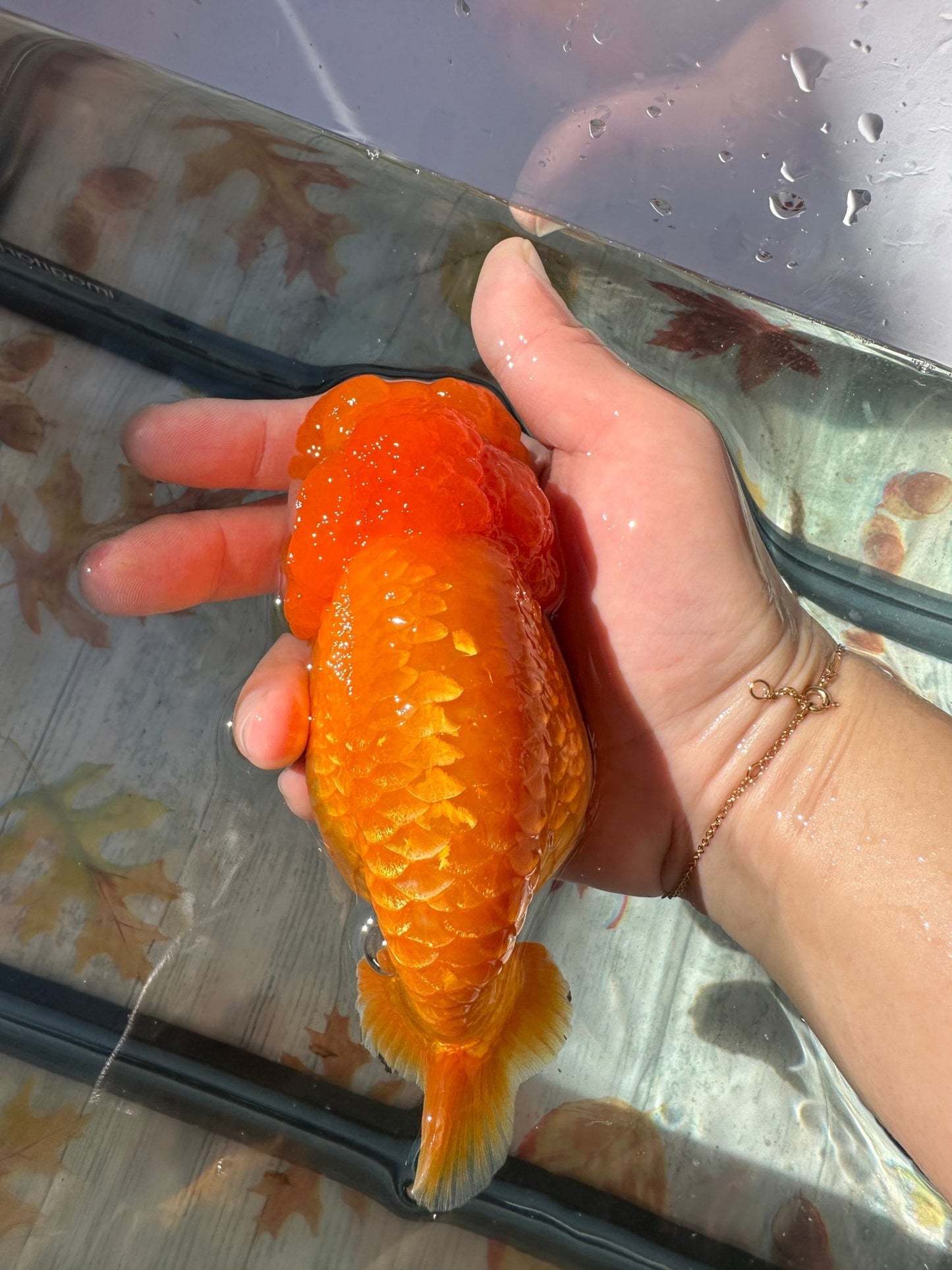 Red Ranchu (F, 5'') - Lunar Fancies