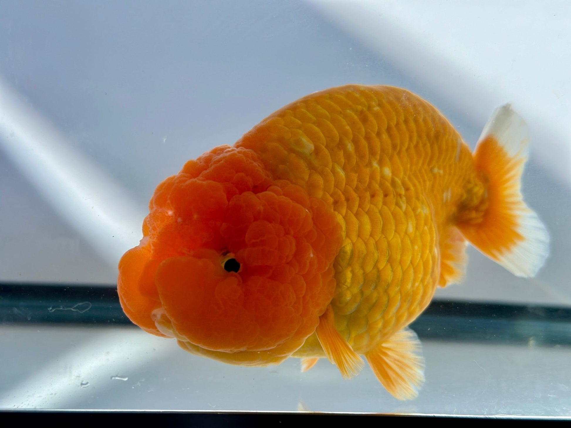 Red Ranchu (F, 5'') - Lunar Fancies