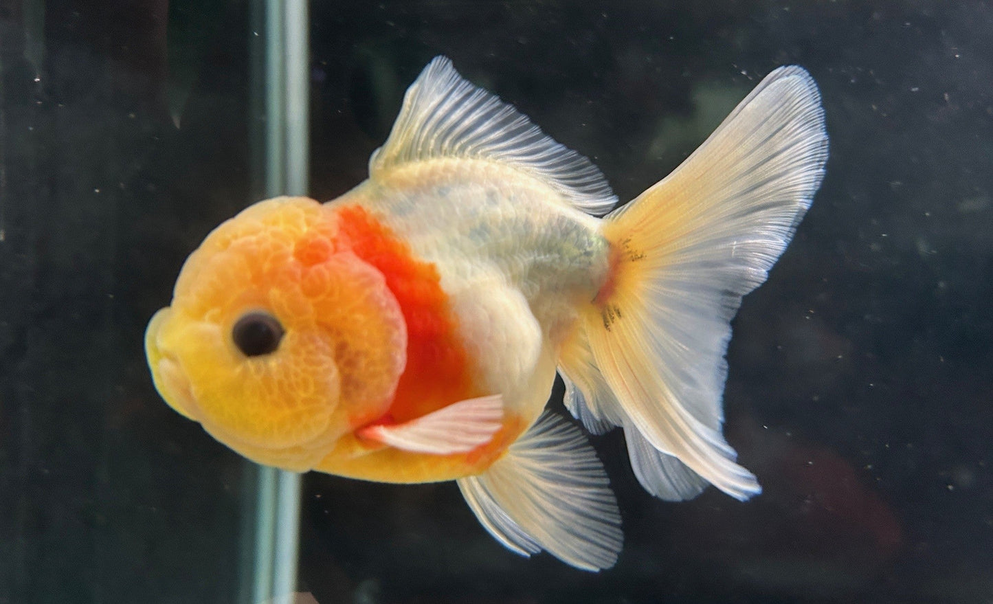 Red & White Oranda 3.5'' - Lunar Fancies