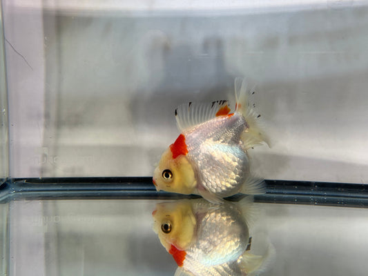 Red & White Oranda (F, 4'') - Lunar Fancies
