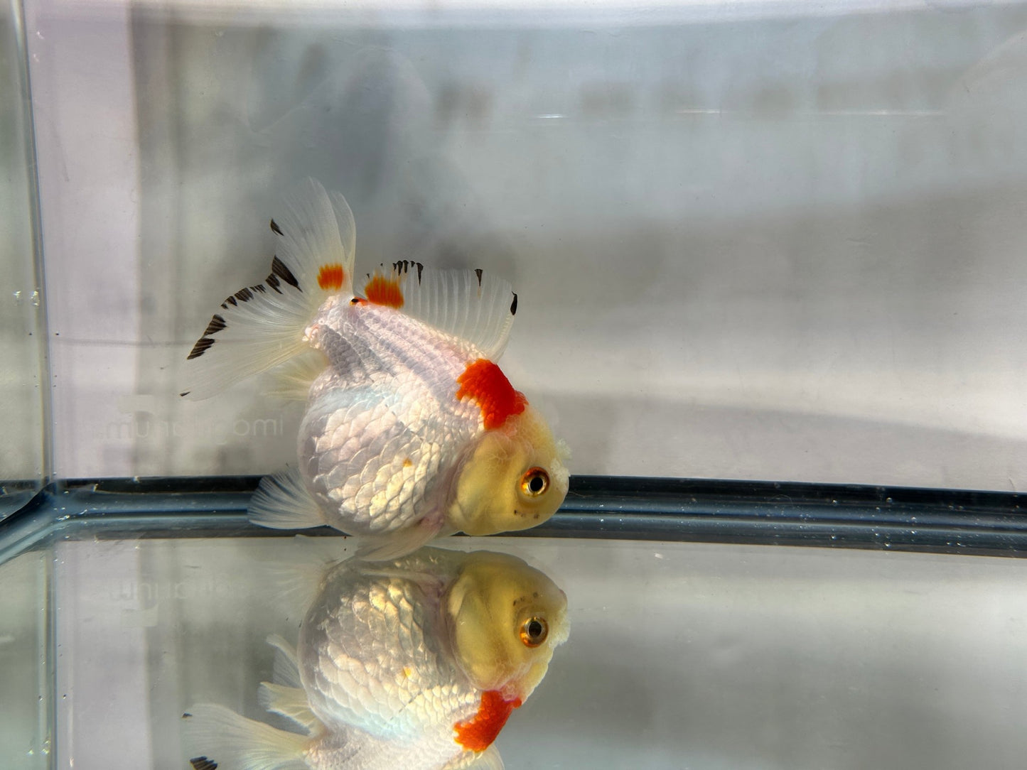 Red & White Oranda (F, 4'') - Lunar Fancies