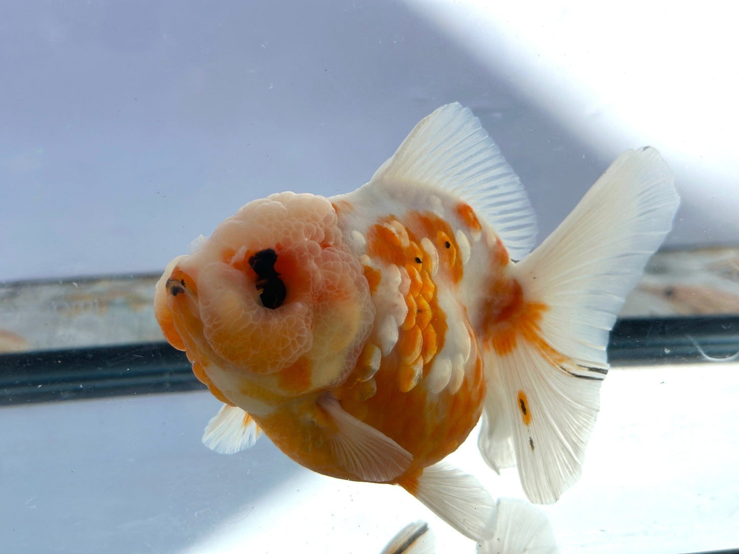 Red & White Oranda (F, 5.5'') - Lunar Fancies