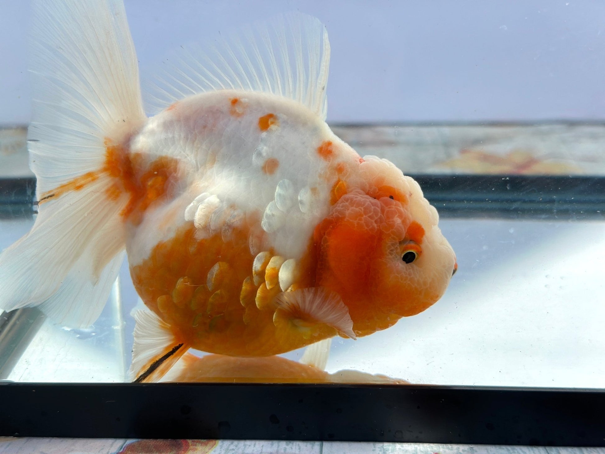 Red & White Oranda (F, 5.5'') - Lunar Fancies