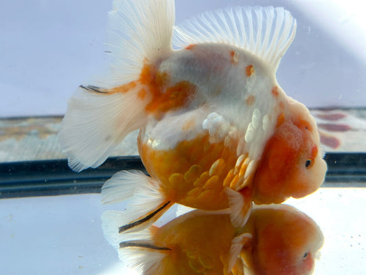 Red & White Oranda (F, 5.5'') - Lunar Fancies