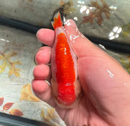 Red & White Ranchu (4'') - Lunar Fancies