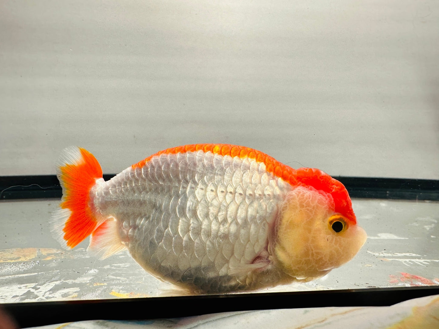 Red & White Ranchu (4'') - Lunar Fancies