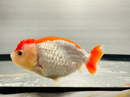 Red & White Ranchu (4'') - Lunar Fancies