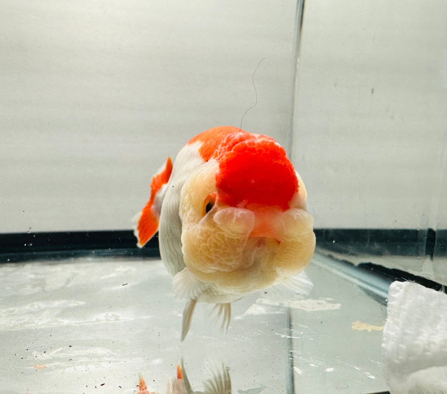Red & White Ranchu (4'') - Lunar Fancies