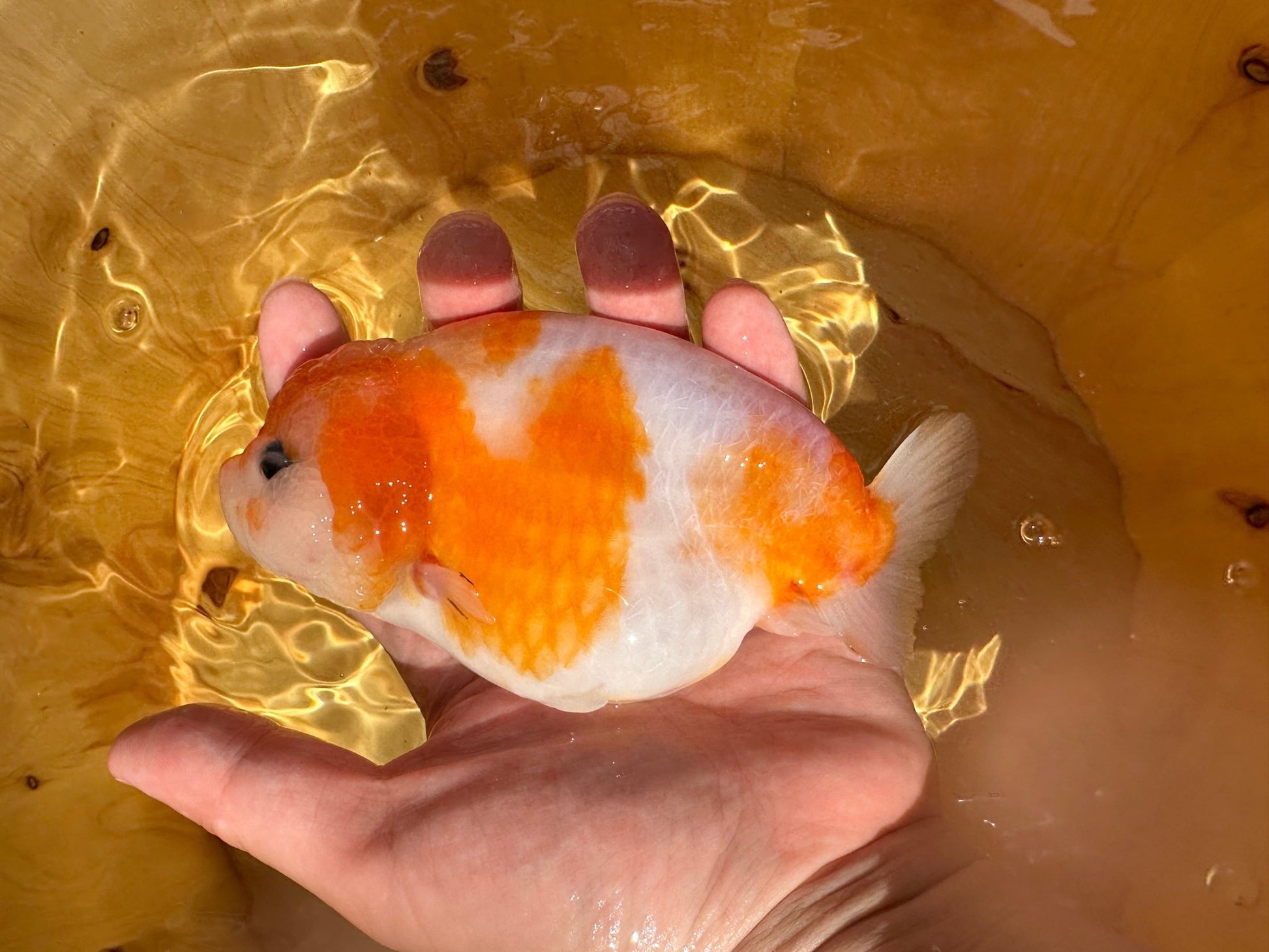Red & White Ranchu - 4.5 inches - Lunar Fancies