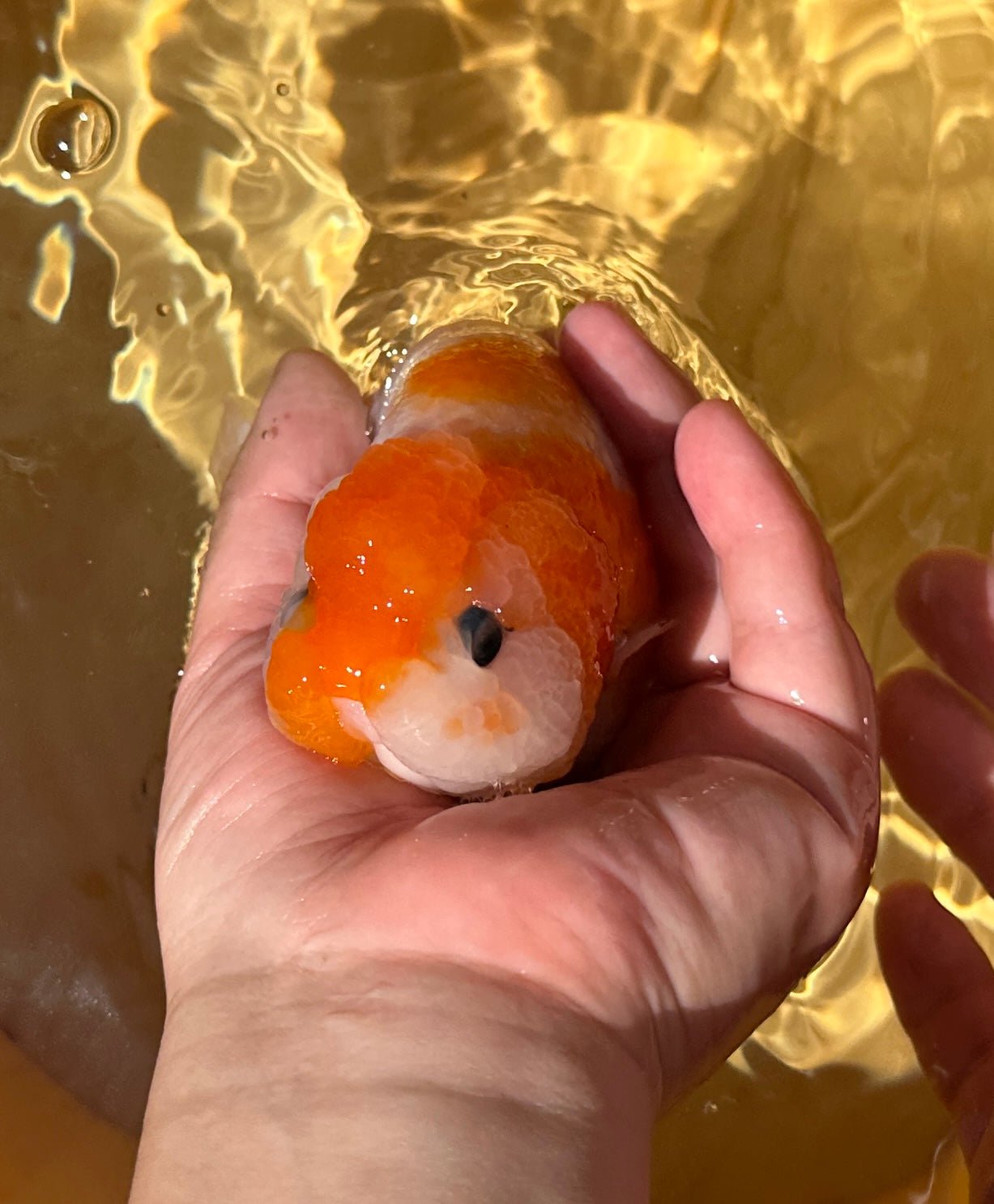 Red & White Ranchu - 4.5 inches - Lunar Fancies