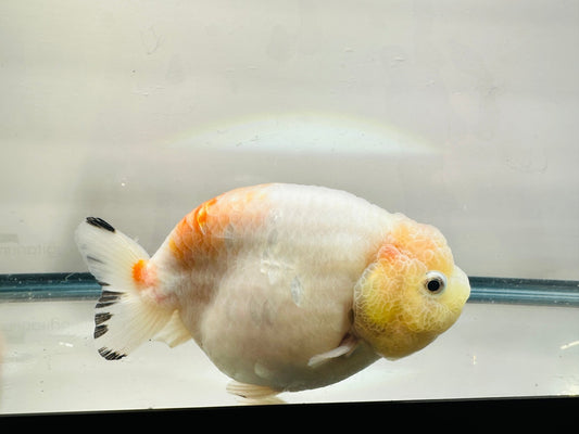 Red & White Ranchu (5'') - Lunar Fancies