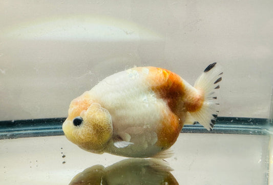 Red & White Ranchu (5'') - Lunar Fancies