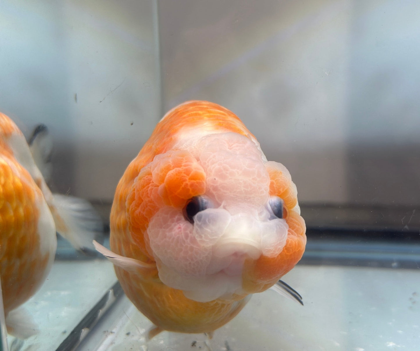 Red & White Ranchu (F, 5'') - Lunar Fancies