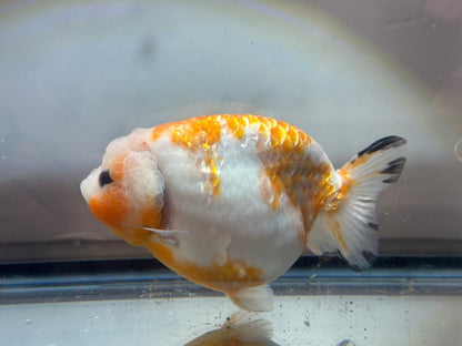 Red & White Ranchu (F, 5'') - Lunar Fancies