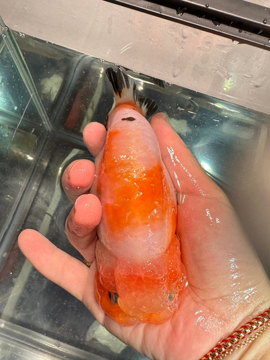 Red & White Ranchu (F, 5'') - Lunar Fancies