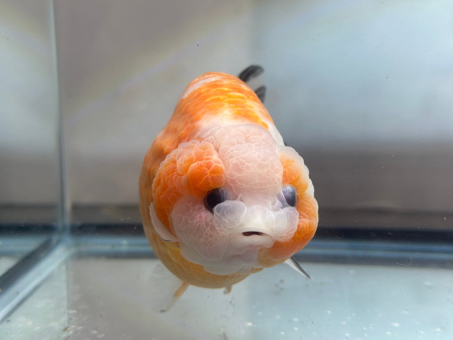 Red & White Ranchu (F, 5'') - Lunar Fancies