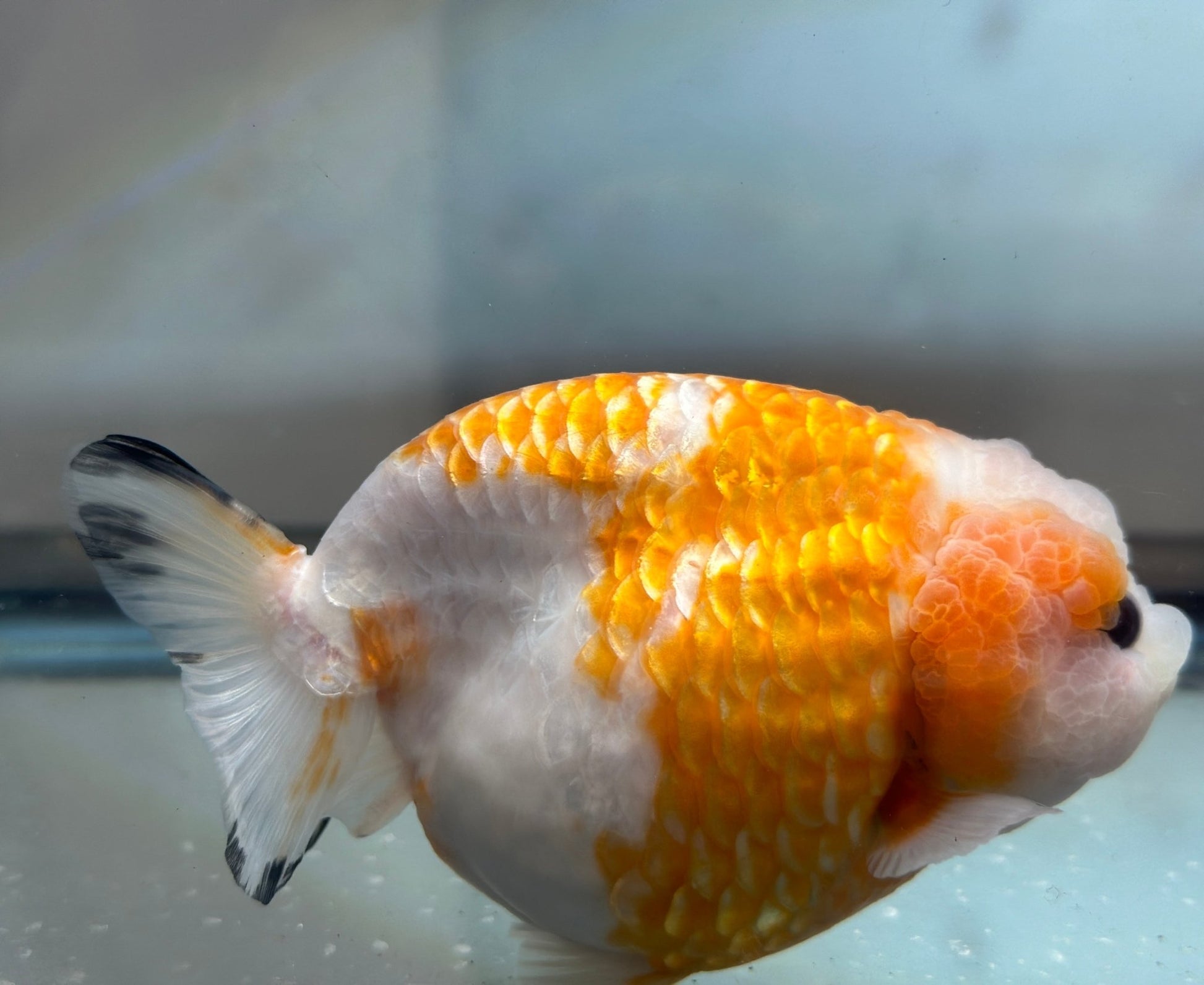 Red & White Ranchu (F, 5'') - Lunar Fancies