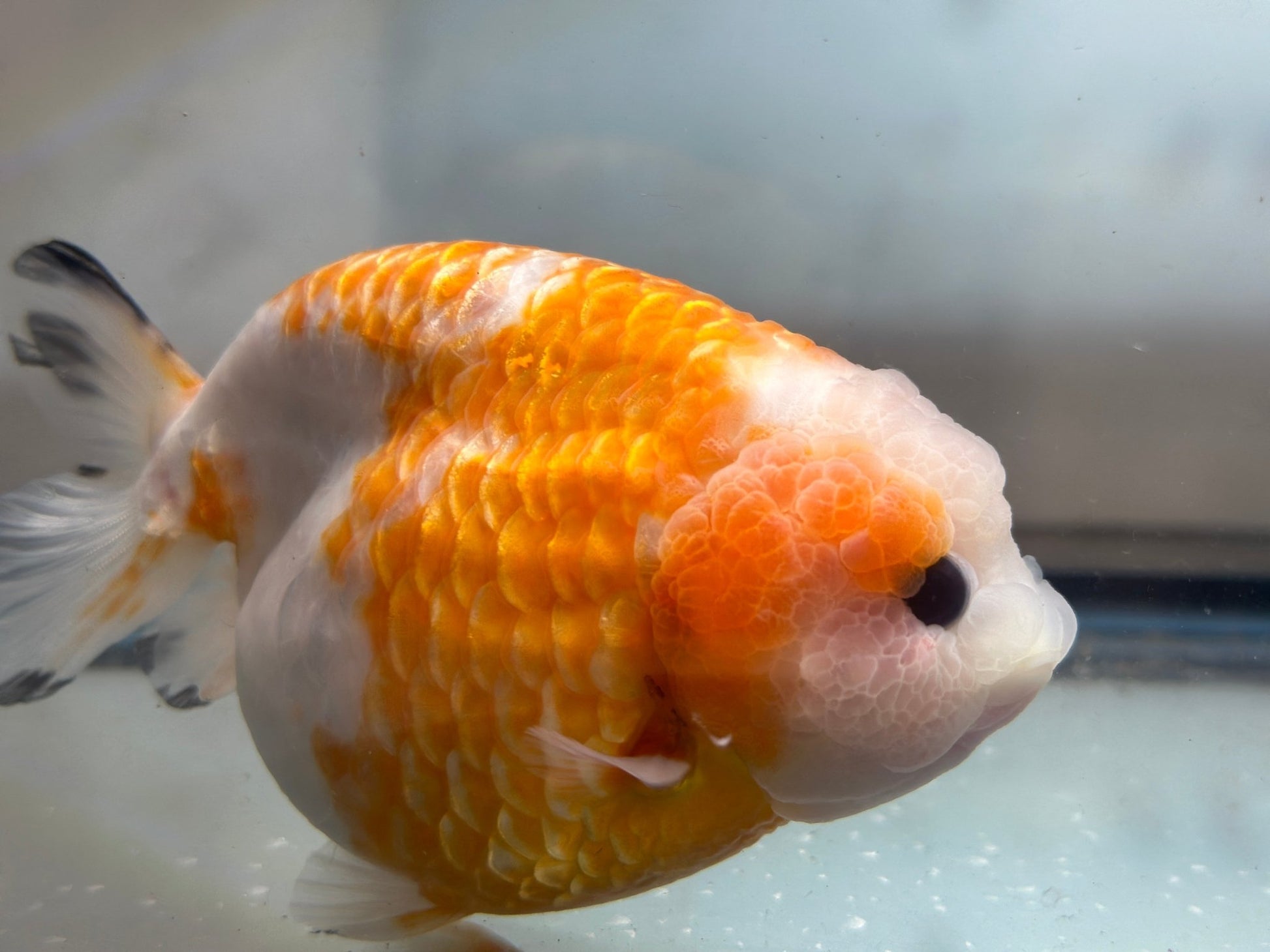Red & White Ranchu (F, 5'') - Lunar Fancies
