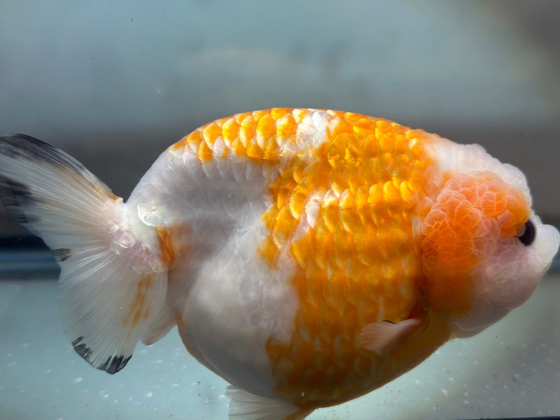 Red & White Ranchu (F, 5'') - Lunar Fancies