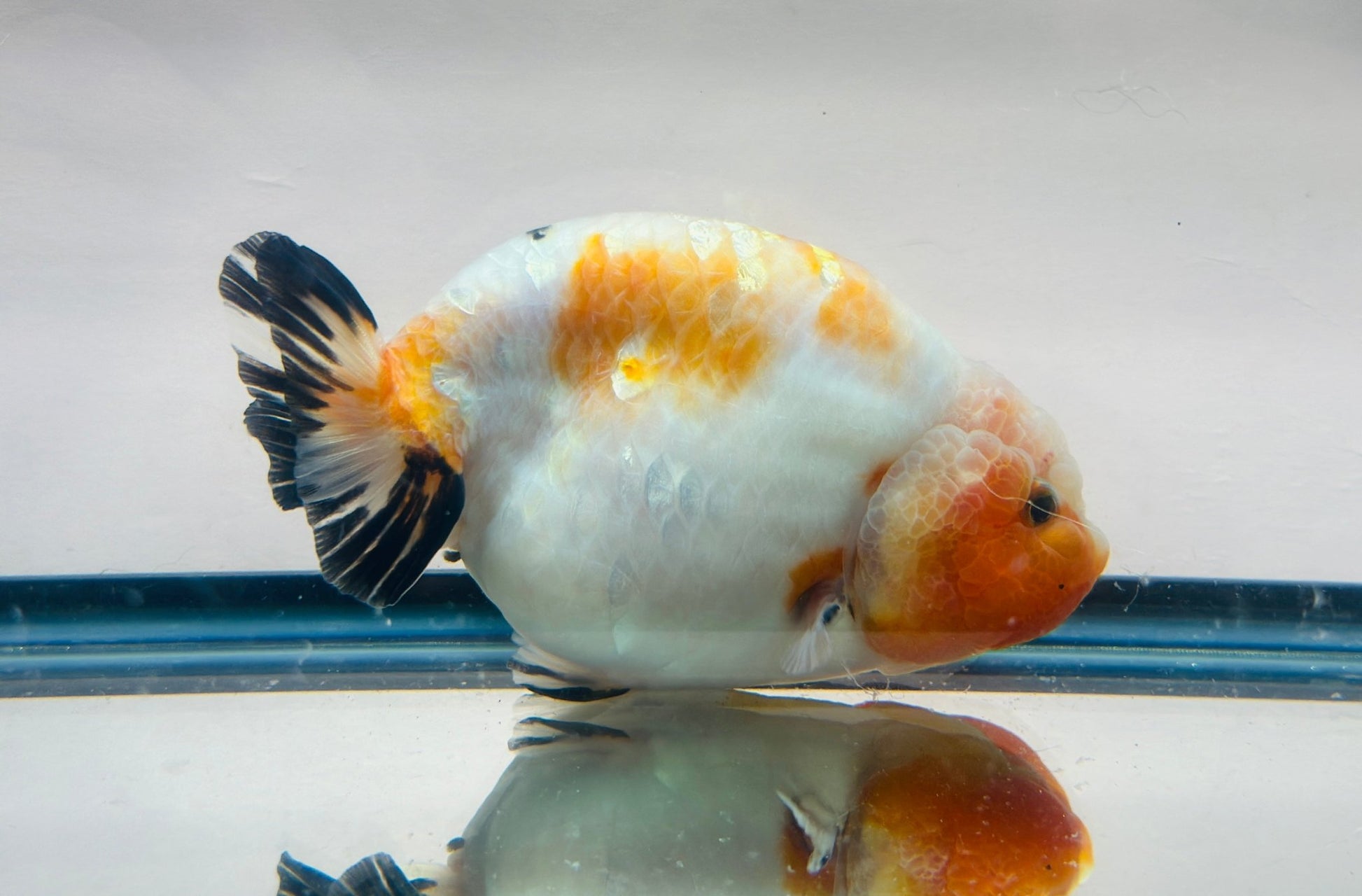 Red & White Ranchu (F, 5'') - Lunar Fancies