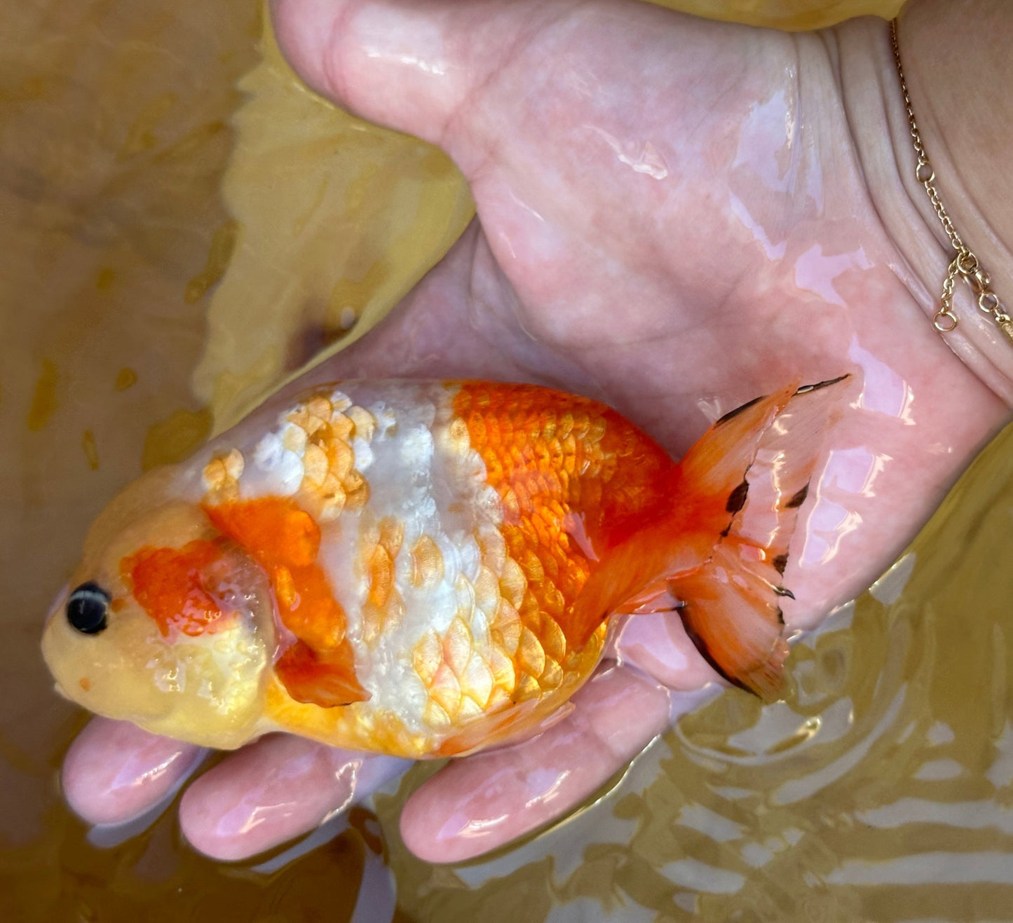 Sakura Ranchu - 4.5 inches - Lunar Fancies