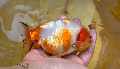 Sakura Ranchu - 4.5 inches - Lunar Fancies