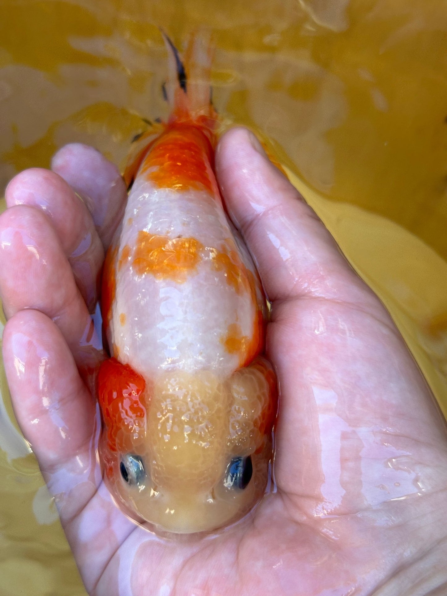 Sakura Ranchu - 4.5 inches - Lunar Fancies