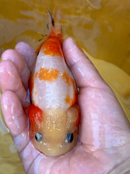 Sakura Ranchu - 4.5 inches - Lunar Fancies