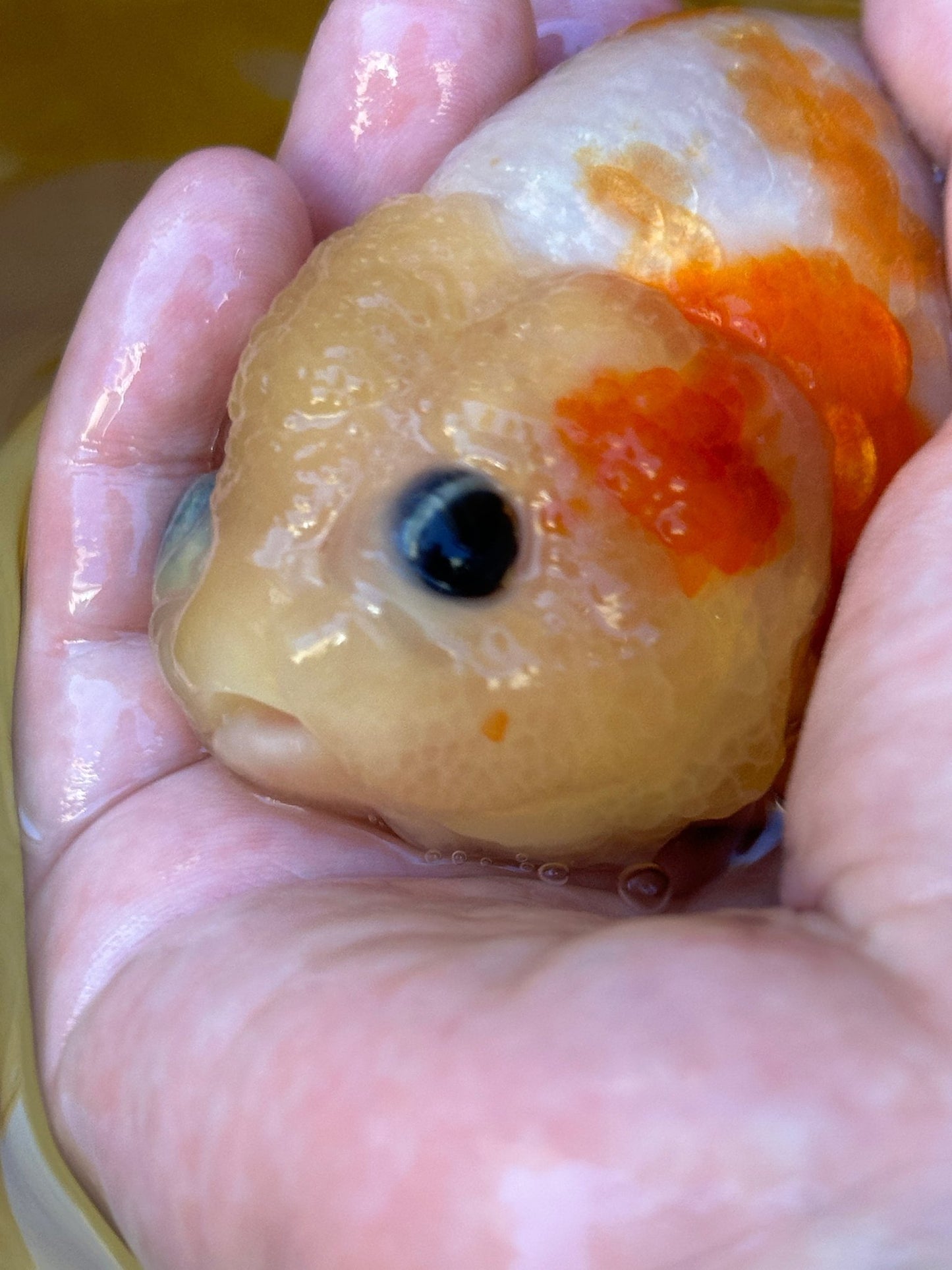 Sakura Ranchu - 4.5 inches - Lunar Fancies