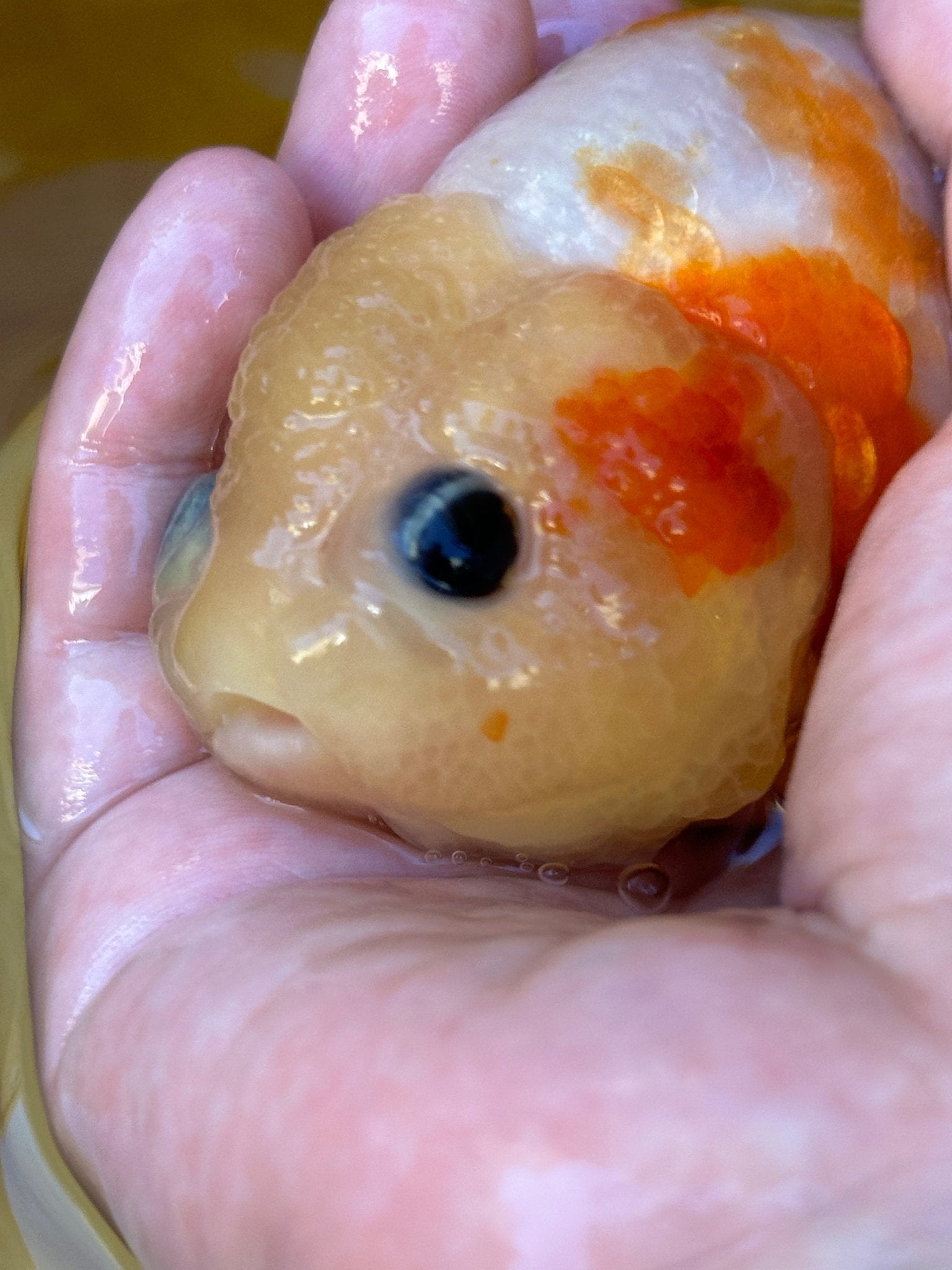 Sakura Ranchu - 4.5 inches - Lunar Fancies