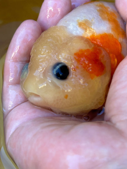 Sakura Ranchu - 4.5 inches - Lunar Fancies