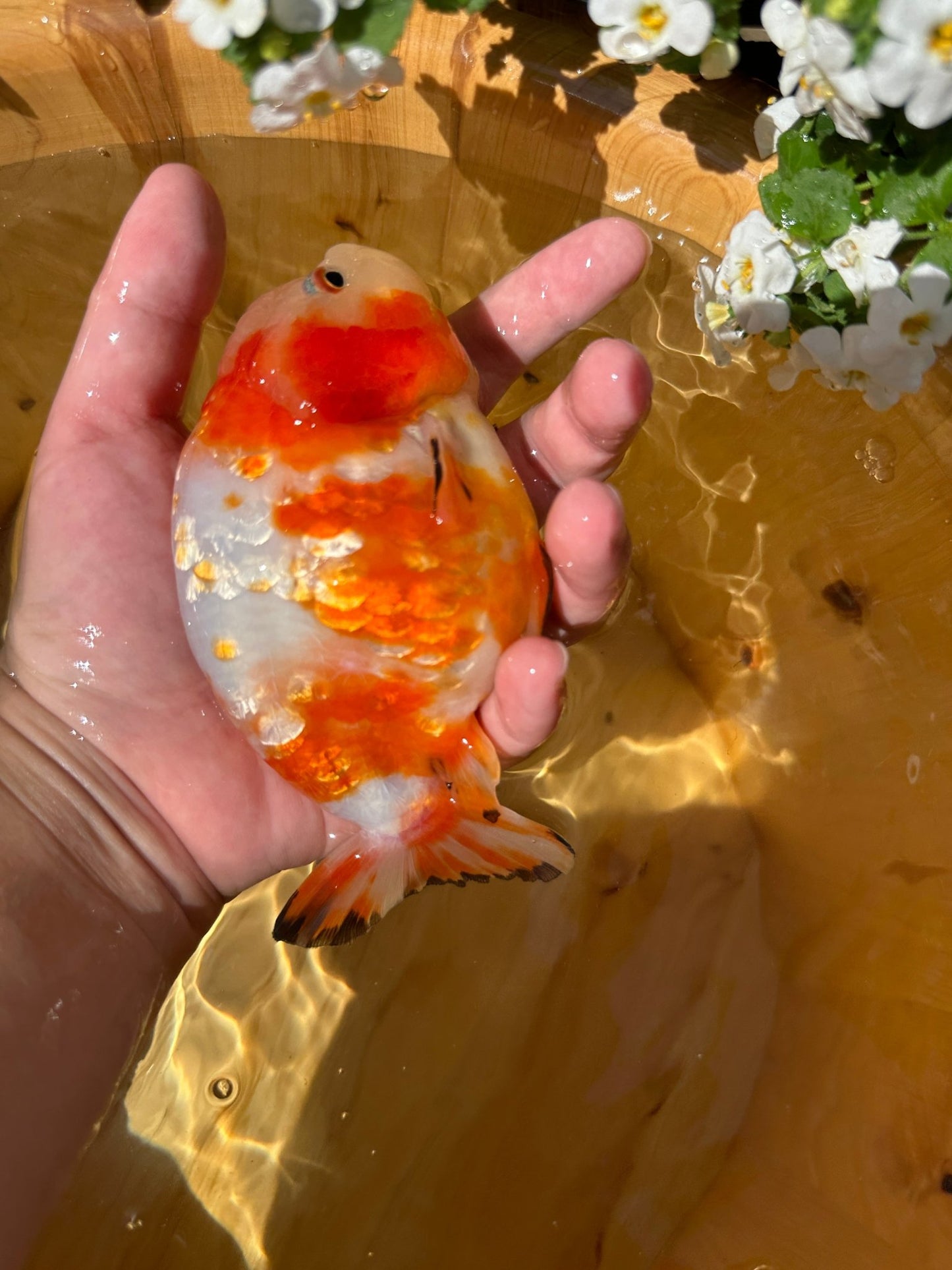 Sakura Ranchu - 5 inches - Lunar Fancies