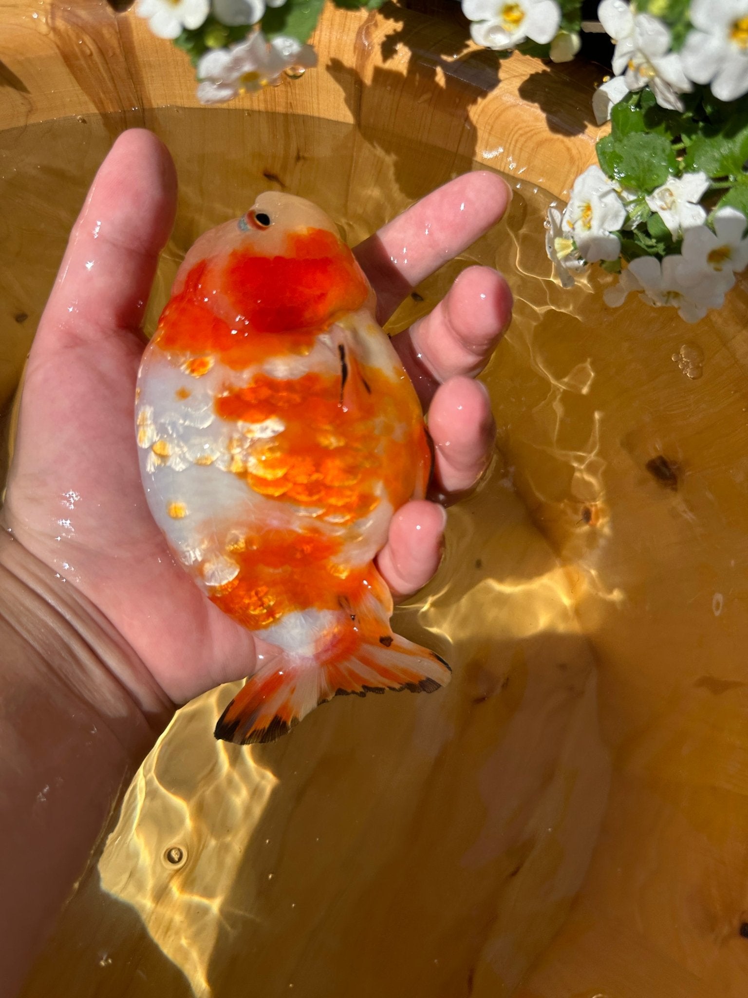 Sakura Ranchu - 5 inches - Lunar Fancies